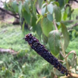 Phytolacca octandra at Watson, ACT - 26 Jun 2023 11:36 AM