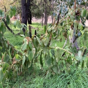 Phytolacca octandra at Watson, ACT - 26 Jun 2023 11:36 AM