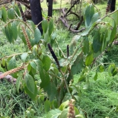 Phytolacca octandra at Watson, ACT - 26 Jun 2023 11:36 AM