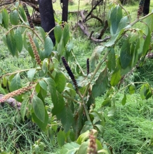 Phytolacca octandra at Watson, ACT - 26 Jun 2023 11:36 AM