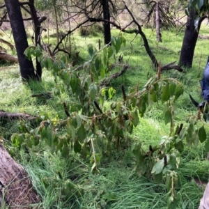 Phytolacca octandra at Watson, ACT - 26 Jun 2023