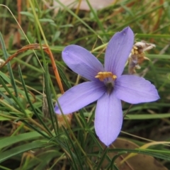 Cheiranthera linearis (Finger Flower) at Bowning, NSW - 11 Dec 2022 by MichaelBedingfield