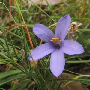 Cheiranthera linearis at Bowning, NSW - 11 Dec 2022 03:05 PM