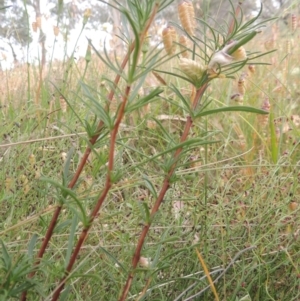 Cheiranthera linearis at Bowning, NSW - 11 Dec 2022 03:05 PM