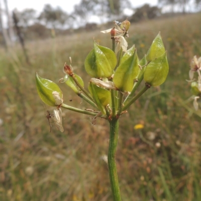 Burchardia umbellata (Milkmaids) at Bowning, NSW - 11 Dec 2022 by MichaelBedingfield