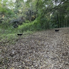 Alectura lathami (Australian Brush-turkey) at Indooroopilly, QLD - 26 Jun 2023 by KateCrawford