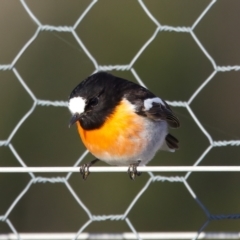 Petroica boodang (Scarlet Robin) at Goorooyarroo NR (ACT) - 26 Jun 2023 by jb2602