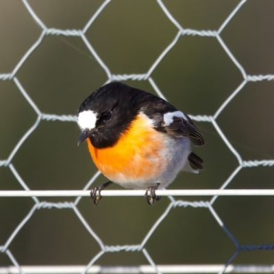 Petroica boodang (Scarlet Robin) at Goorooyarroo NR (ACT) - 26 Jun 2023 by jb2602