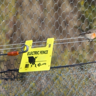 Petroica boodang (Scarlet Robin) at Goorooyarroo NR (ACT) - 26 Jun 2023 by jb2602