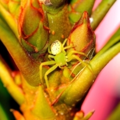 Lehtinelagia sp. (genus) (Flower Spider or Crab Spider) at Fisher, ACT - 10 May 2023 by Paul57