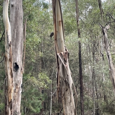 Climacteris erythrops (Red-browed Treecreeper) at Coree, ACT - 23 Jun 2023 by AdamMc