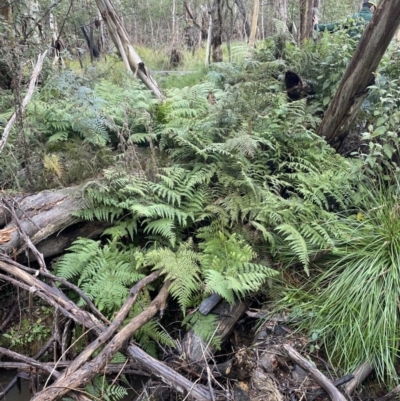 Dicksoniaceae (family) (A Hairy Tree Fern) at Coree, ACT - 23 Jun 2023 by AdamMc