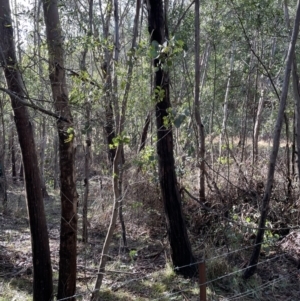 Eucalyptus camphora subsp. humeana at Coree, ACT - 23 Jun 2023 10:34 AM