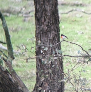 Petroica boodang at Holbrook, NSW - 27 Jun 2023