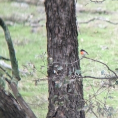 Petroica boodang at Holbrook, NSW - 27 Jun 2023