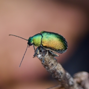 Edusella sp. (genus) at Paddys River, ACT - 29 Dec 2022