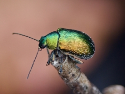 Edusella sp. (genus) (A leaf beetle) at Paddys River, ACT - 29 Dec 2022 by KorinneM