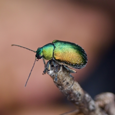 Edusella sp. (genus) (A leaf beetle) at Paddys River, ACT - 29 Dec 2022 by KorinneM