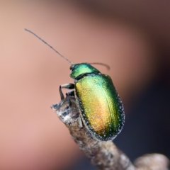 Edusella sp. (genus) at Paddys River, ACT - 29 Dec 2022