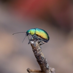 Edusella sp. (genus) at Paddys River, ACT - 29 Dec 2022