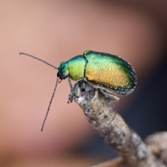 Edusella sp. (genus) at Paddys River, ACT - 29 Dec 2022