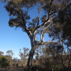 Eucalyptus blakelyi (Blakely's Red Gum) at Molonglo Valley, ACT - 24 Jun 2023 by pinnaCLE
