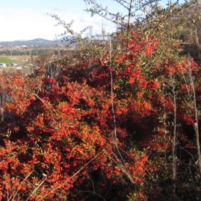 Pyracantha fortuneana (Firethorn) at Molonglo Valley, ACT - 24 Jun 2023 by pinnaCLE