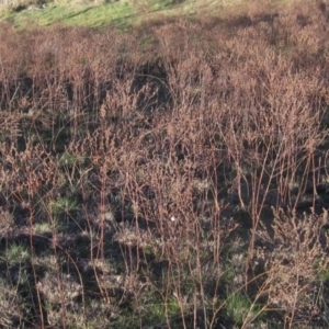 Hypericum perforatum at Molonglo River Reserve - 24 Jun 2023