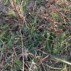 Hypericum perforatum at Molonglo River Reserve - 24 Jun 2023