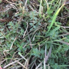 Hypericum perforatum at Molonglo River Reserve - 24 Jun 2023