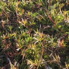 Haloragis heterophylla (Variable Raspwort) at Molonglo Valley, ACT - 24 Jun 2023 by pinnaCLE