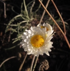 Leucochrysum albicans subsp. tricolor at Molonglo Valley, ACT - 24 Jun 2023 03:43 PM