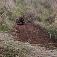 Vombatus ursinus (Bare-nosed Wombat) at Molonglo Valley, ACT - 26 Jun 2023 by pinnaCLE