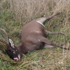 Cervus unicolor (Sambar Deer) at Molonglo Valley, ACT - 26 Jun 2023 by pinnaCLE