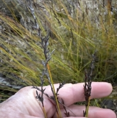 Lepidosperma urophorum (Tailed Rapier-sedge) at Batemans Bay, NSW - 27 Jun 2023 by lbradleyKV