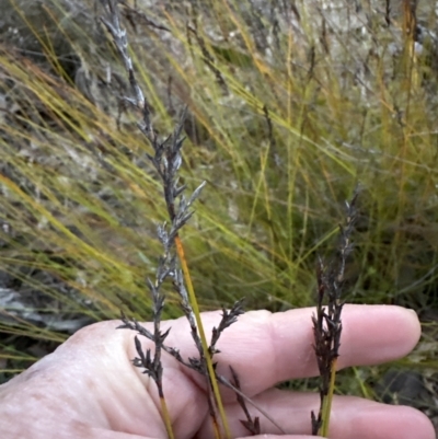 Lepidosperma urophorum (Tailed Rapier-sedge) at Batemans Bay, NSW - 27 Jun 2023 by lbradleyKV