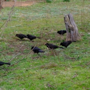 Corcorax melanorhamphos at Molonglo Valley, ACT - 27 Jun 2023