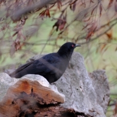 Corcorax melanorhamphos at Molonglo Valley, ACT - 27 Jun 2023