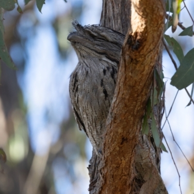 Podargus strigoides (Tawny Frogmouth) at The Pinnacle - 24 Jun 2023 by AlisonMilton