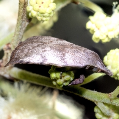 Tortricopsis euryphanella (A concealer moth) at Higgins, ACT - 28 Nov 2022 by AlisonMilton