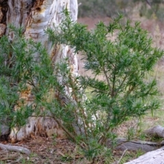 Solanum linearifolium (Kangaroo Apple) at Molonglo River Reserve - 27 Jun 2023 by Kurt