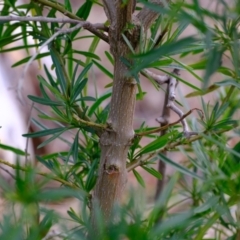 Solanum linearifolium at Molonglo Valley, ACT - 27 Jun 2023