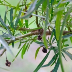 Solanum linearifolium at Molonglo Valley, ACT - 27 Jun 2023