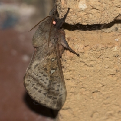 Oxycanus dirempta (Variable Oxycanus) at Higgins, ACT - 27 May 2023 by AlisonMilton