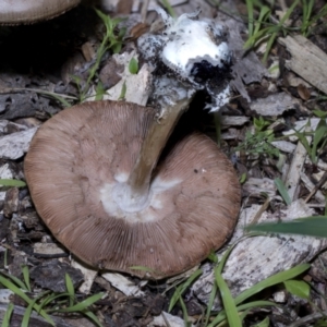 Volvopluteus gloiocephalus at Higgins, ACT - 1 Jun 2023