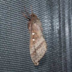 Oxycanus dirempta (Variable Oxycanus) at Higgins, ACT - 1 Jun 2023 by AlisonMilton