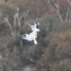 Elanus axillaris (Black-shouldered Kite) at Paddys River, ACT - 27 Jun 2023 by RodDeb