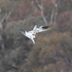 Elanus axillaris at Paddys River, ACT - 27 Jun 2023