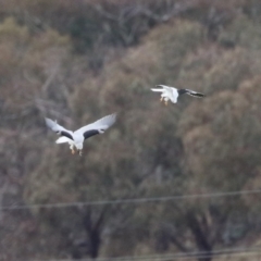 Elanus axillaris at Paddys River, ACT - 27 Jun 2023 12:24 PM