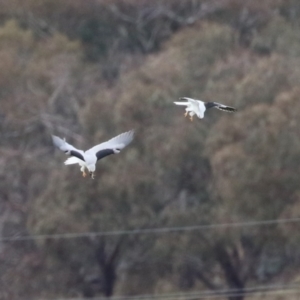 Elanus axillaris at Paddys River, ACT - 27 Jun 2023 12:24 PM